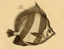 Fish:Round, 2 stripes