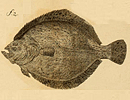 Fish:Sole, medium